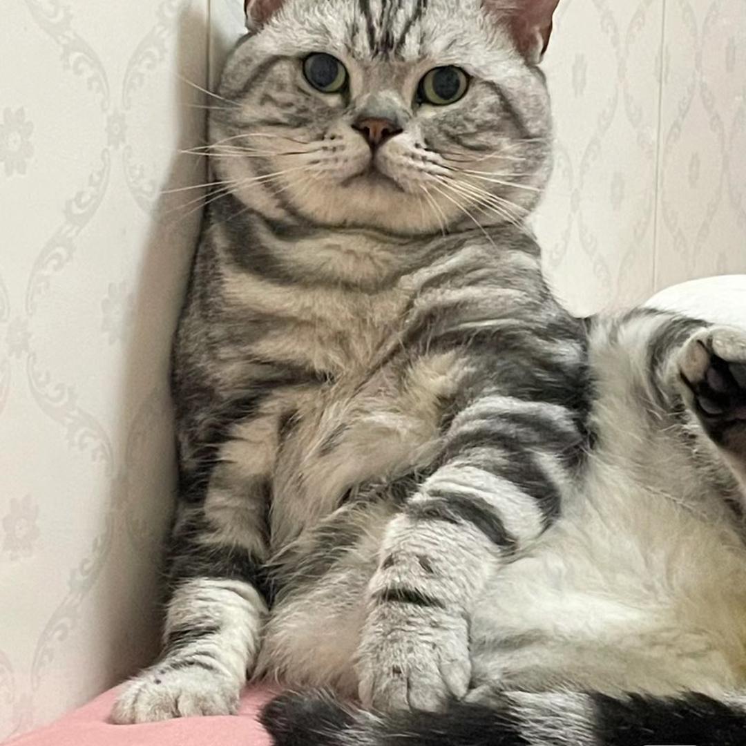 秒宠优选
