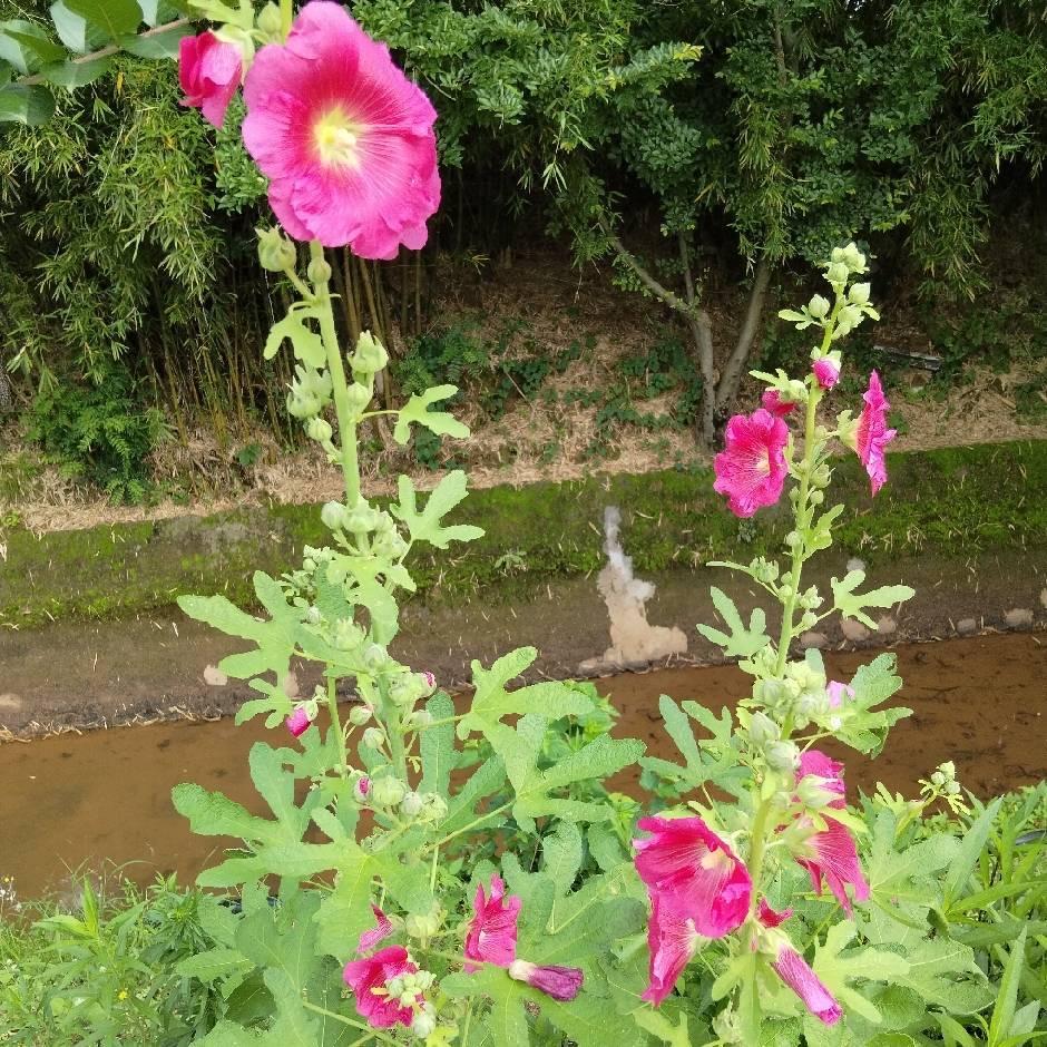 晨小程