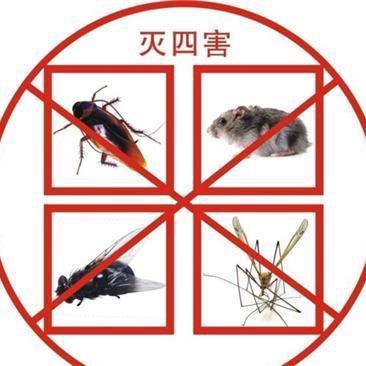 虫虫大作战