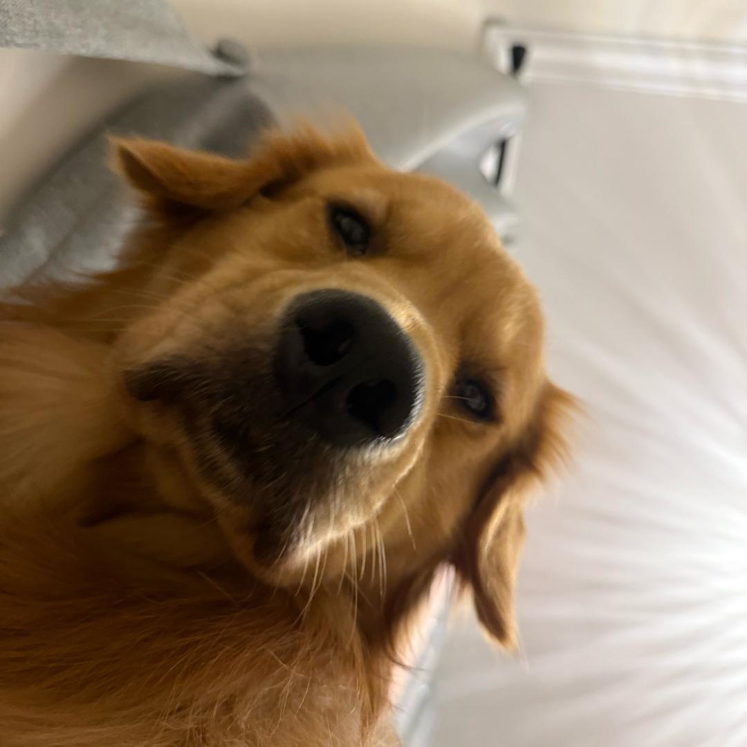 菜菜不是菜狗🦮