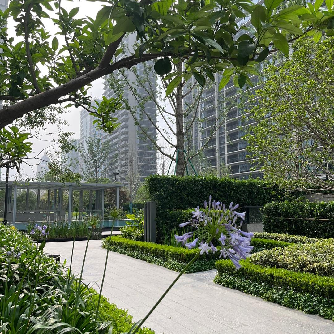 后山的茶树