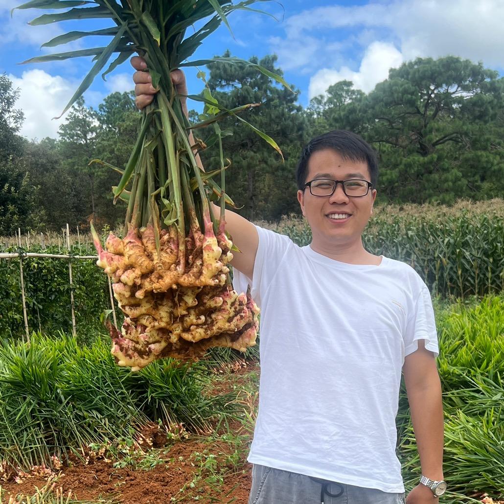 云南罗平小黄姜基地