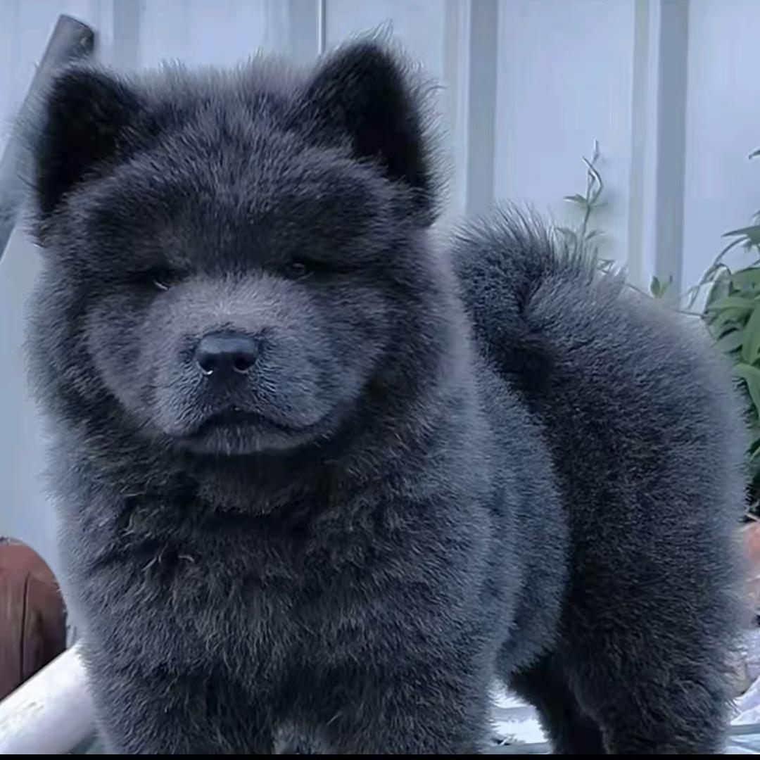阿黄在广西(田园犬)