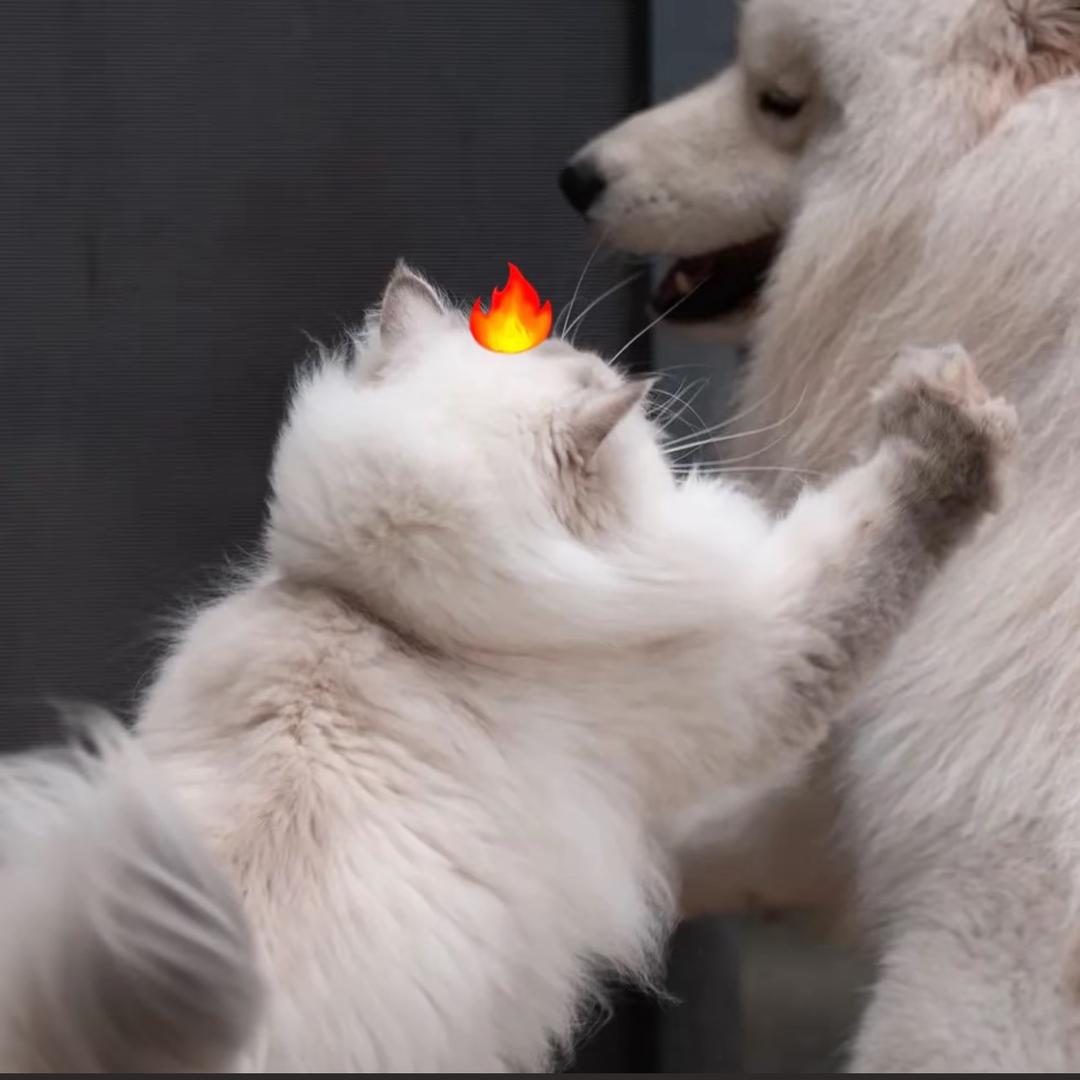 诺诺诺诺