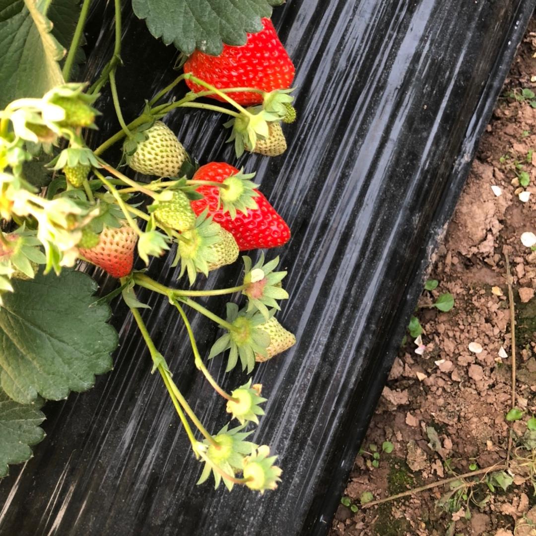 小余🍓草莓园