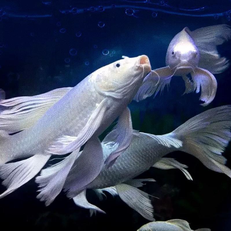森财水族