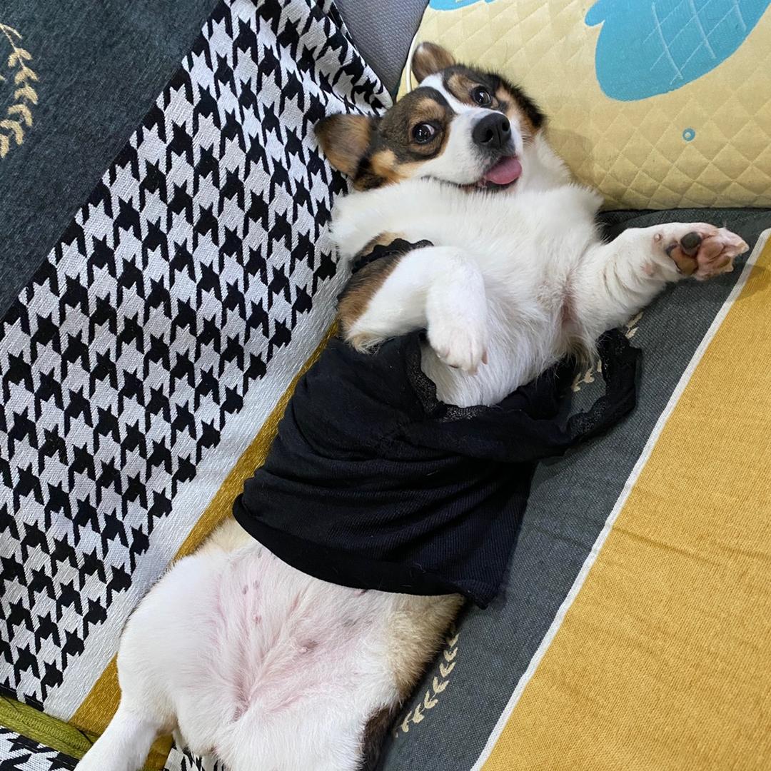 哈基咪咪