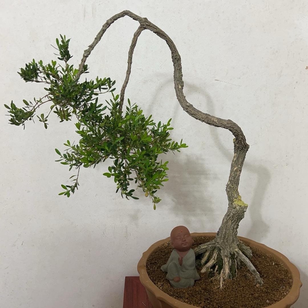 天下欢星