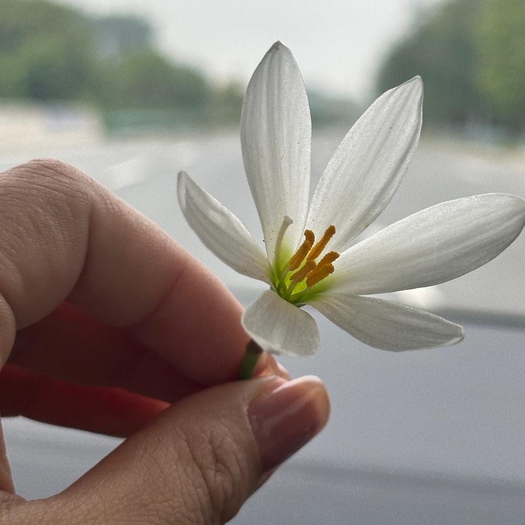 🌸静待花开🌸