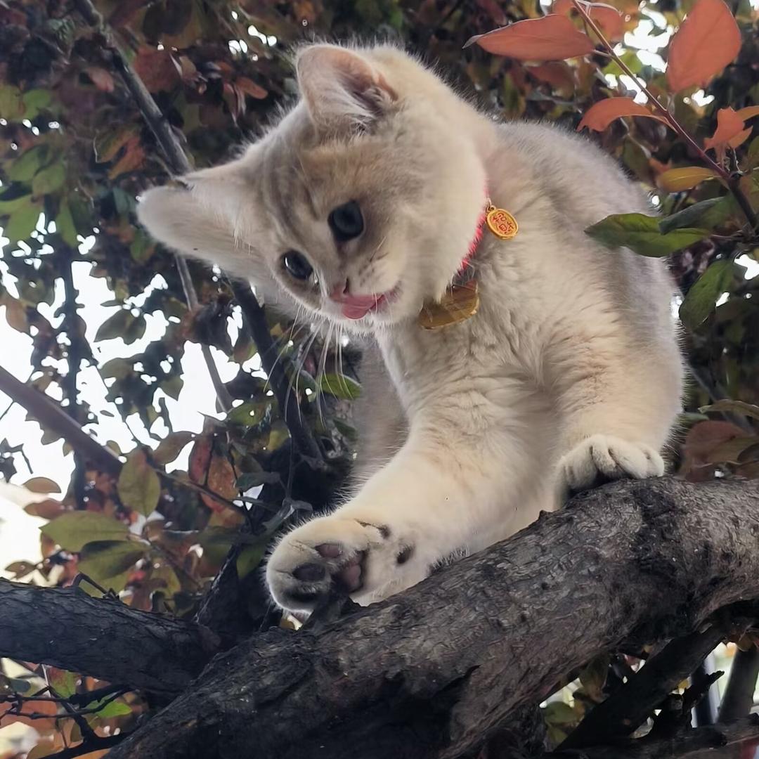 我爱吃木炭烤肉