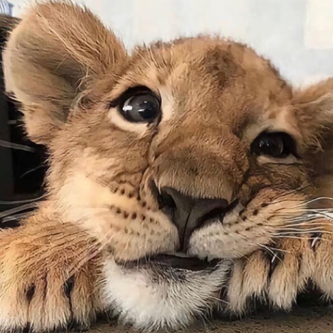 西西💓悠子梦女版