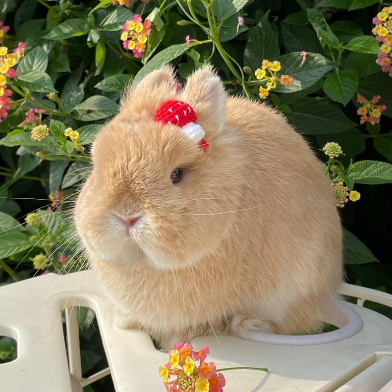 liuliutu柳柳兔舍