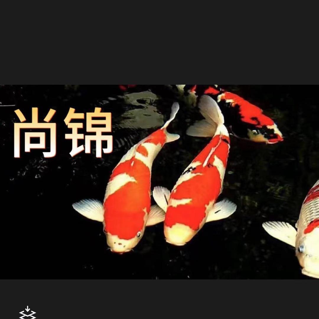 尚锦锦鲤渔业