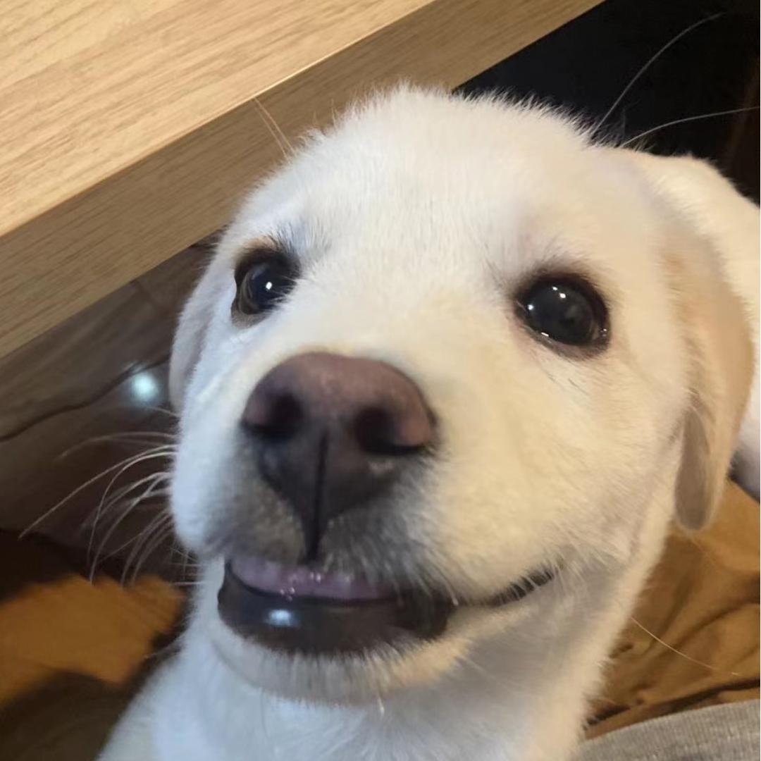 耀伽佑
