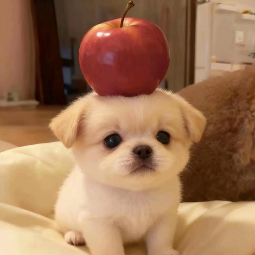 舔狗