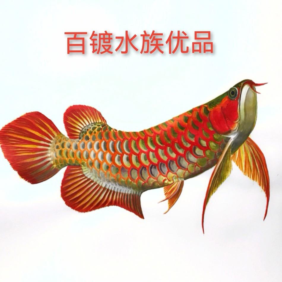 百镀水族优品