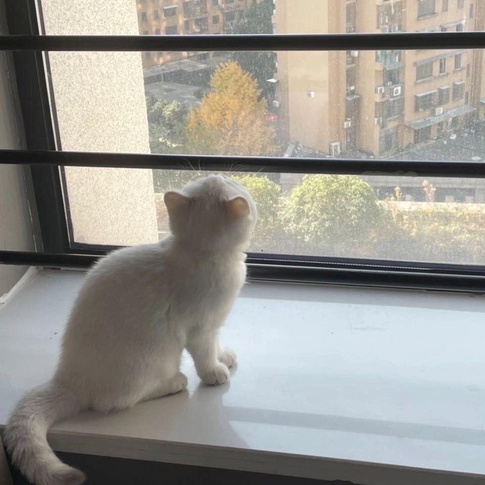 好甜的兔