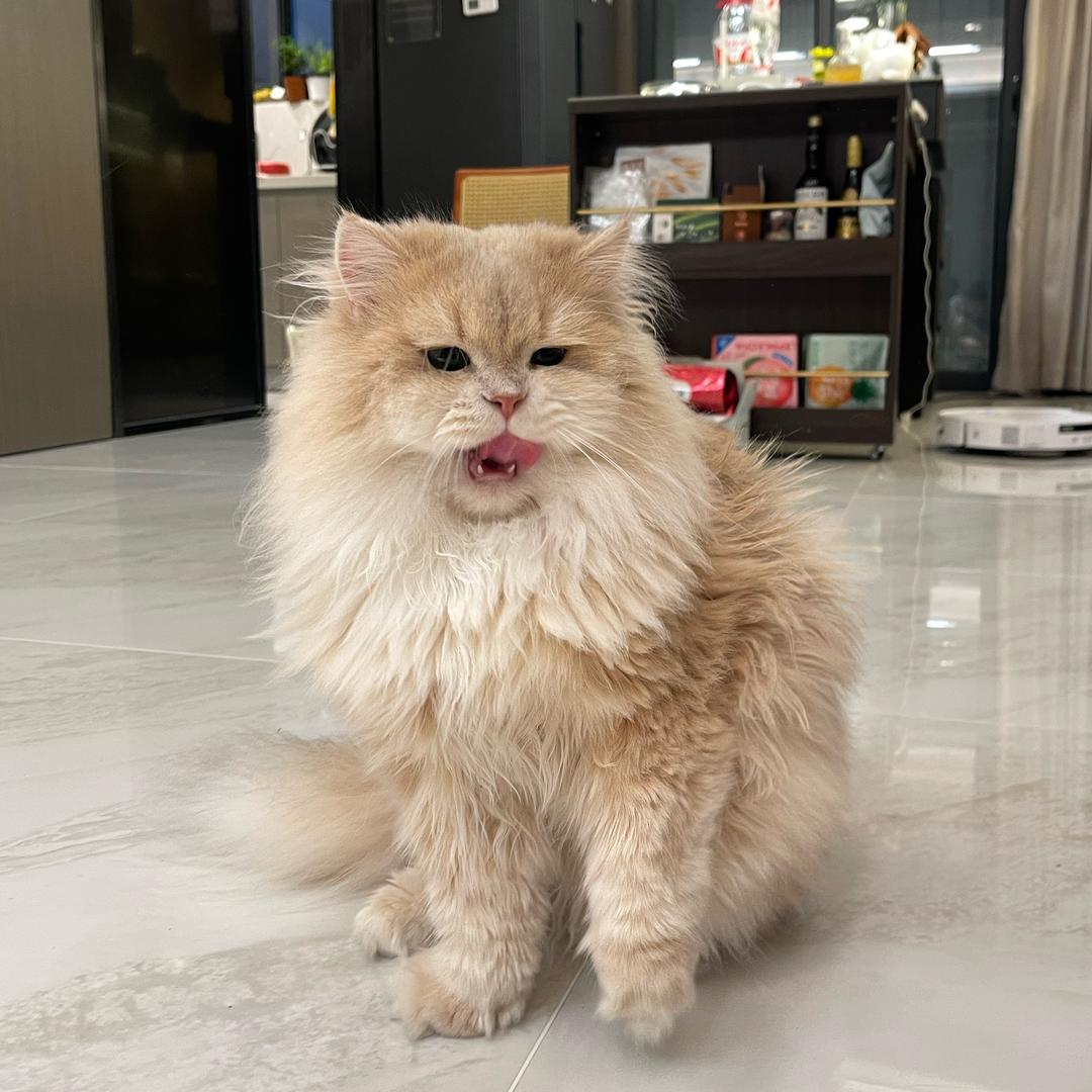 包子姐