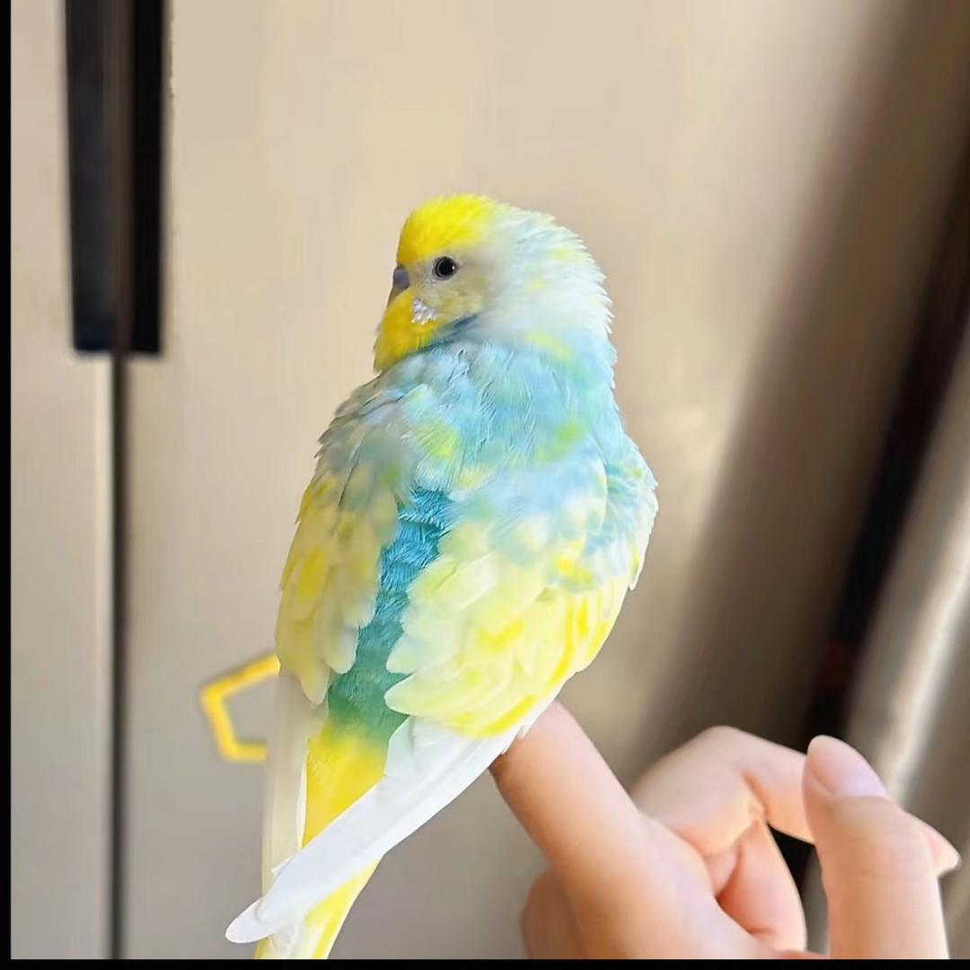 鸟掌柜翼宠优选