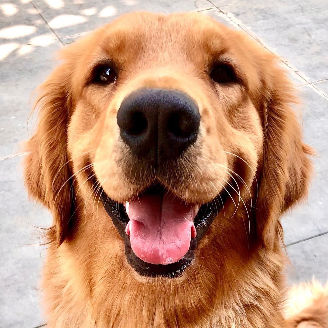 我有三只大黄狗