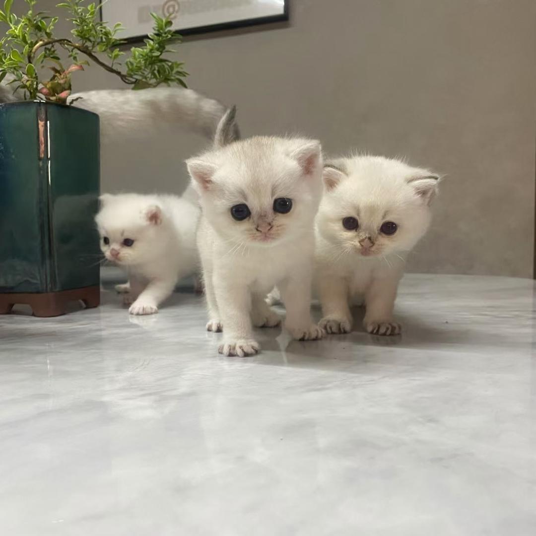 可爱的猫（燕云十六声）