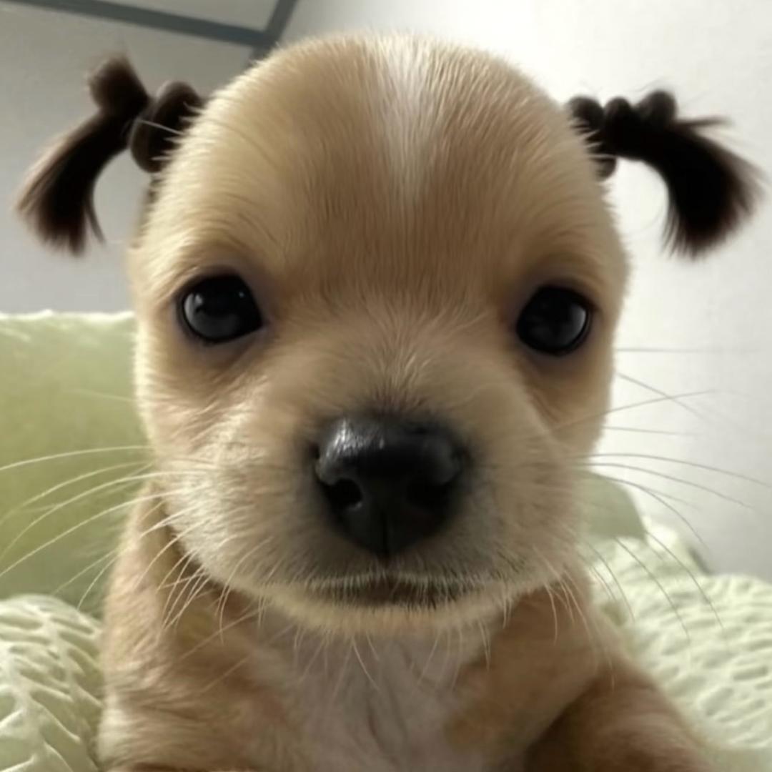 李鸿天