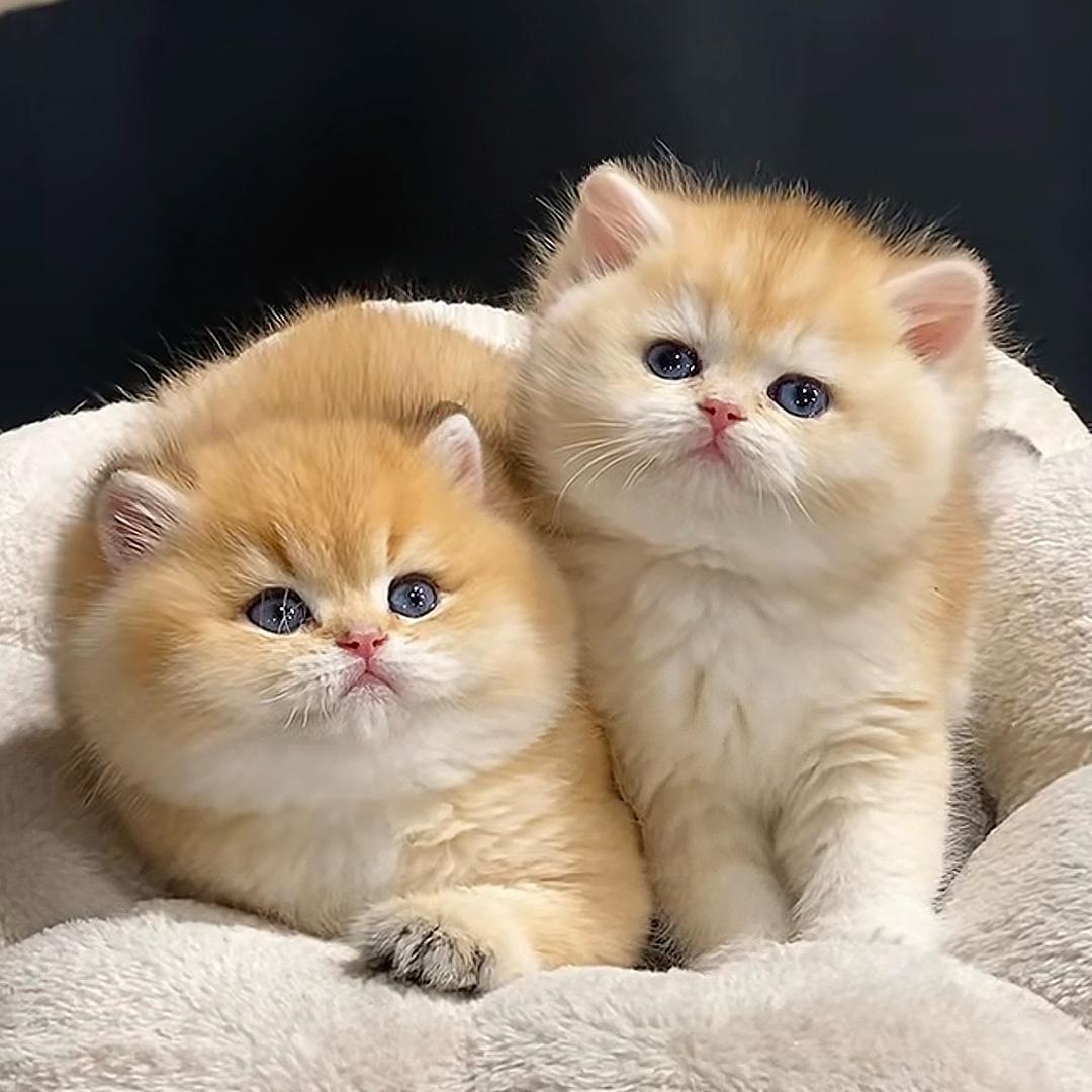 🌸好运ꚸ加满Չᐝ࿐ᩚ