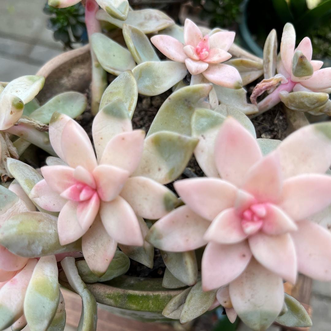 爱养花的八零后