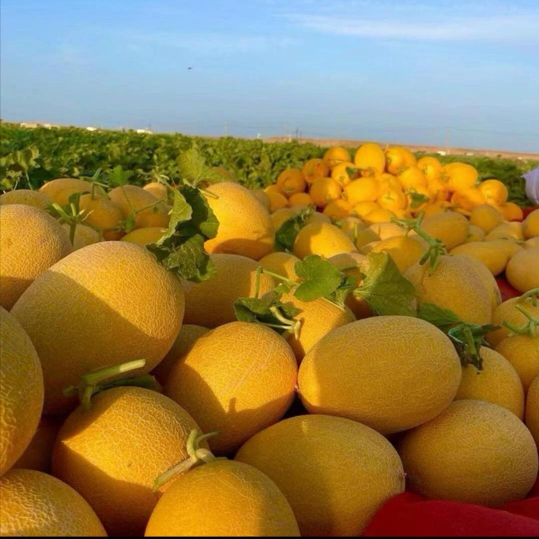 新疆火焰山哈密瓜直发