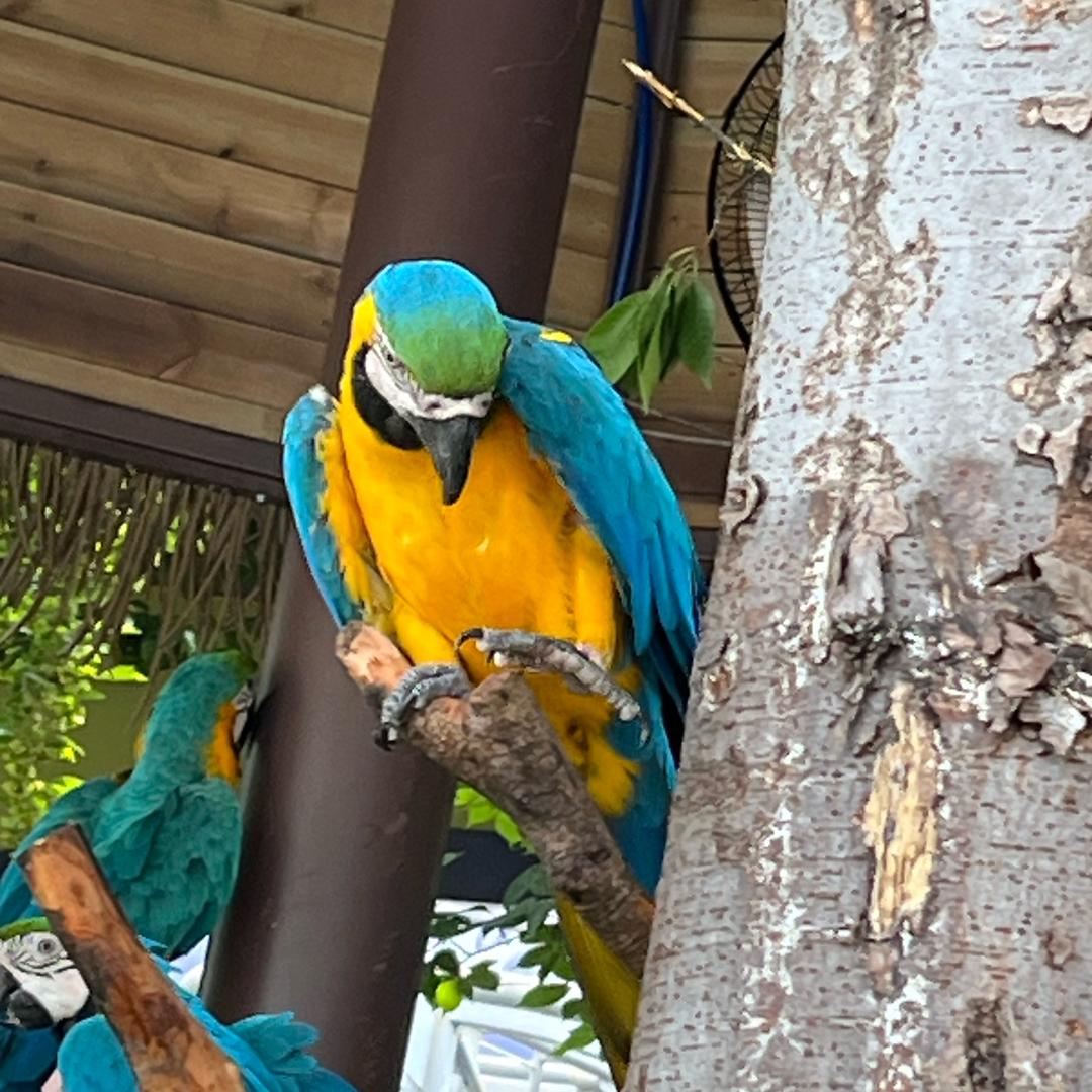 全家做跨境（Temu)