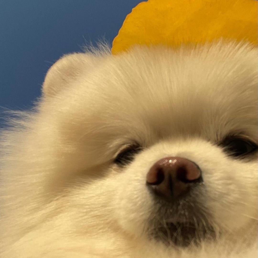 一支猪🐷