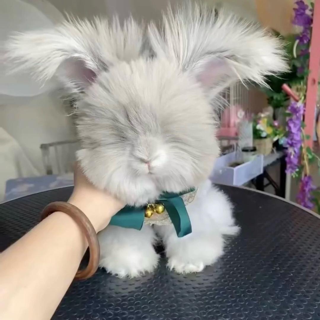 北方的狼