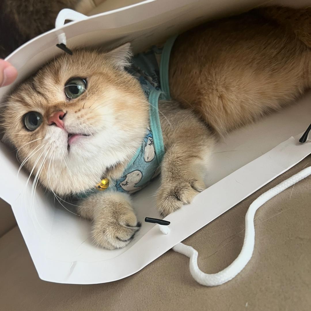元宝要减肥