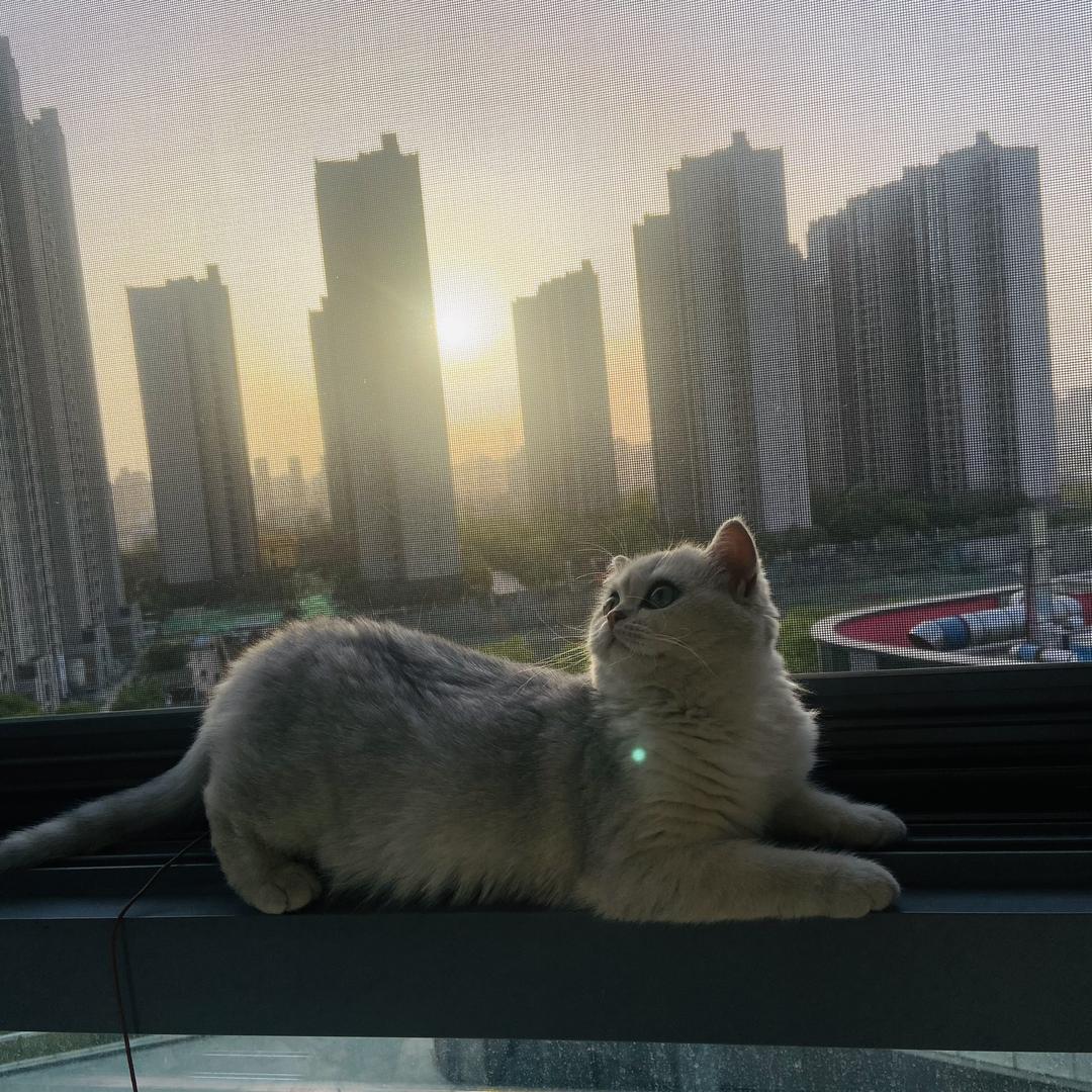 巷子里的猫🐱
