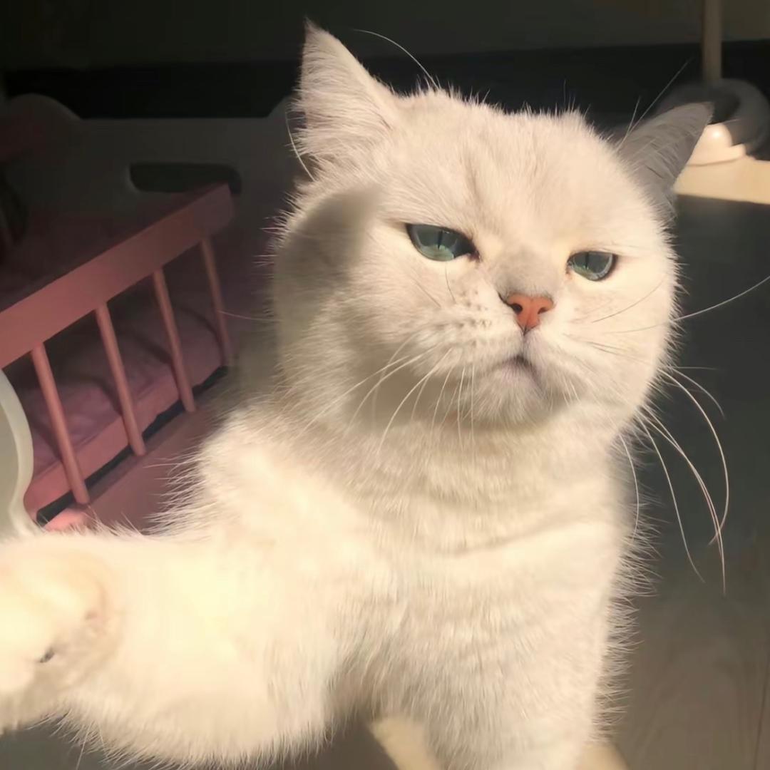 🌈上古哈士奇🌈