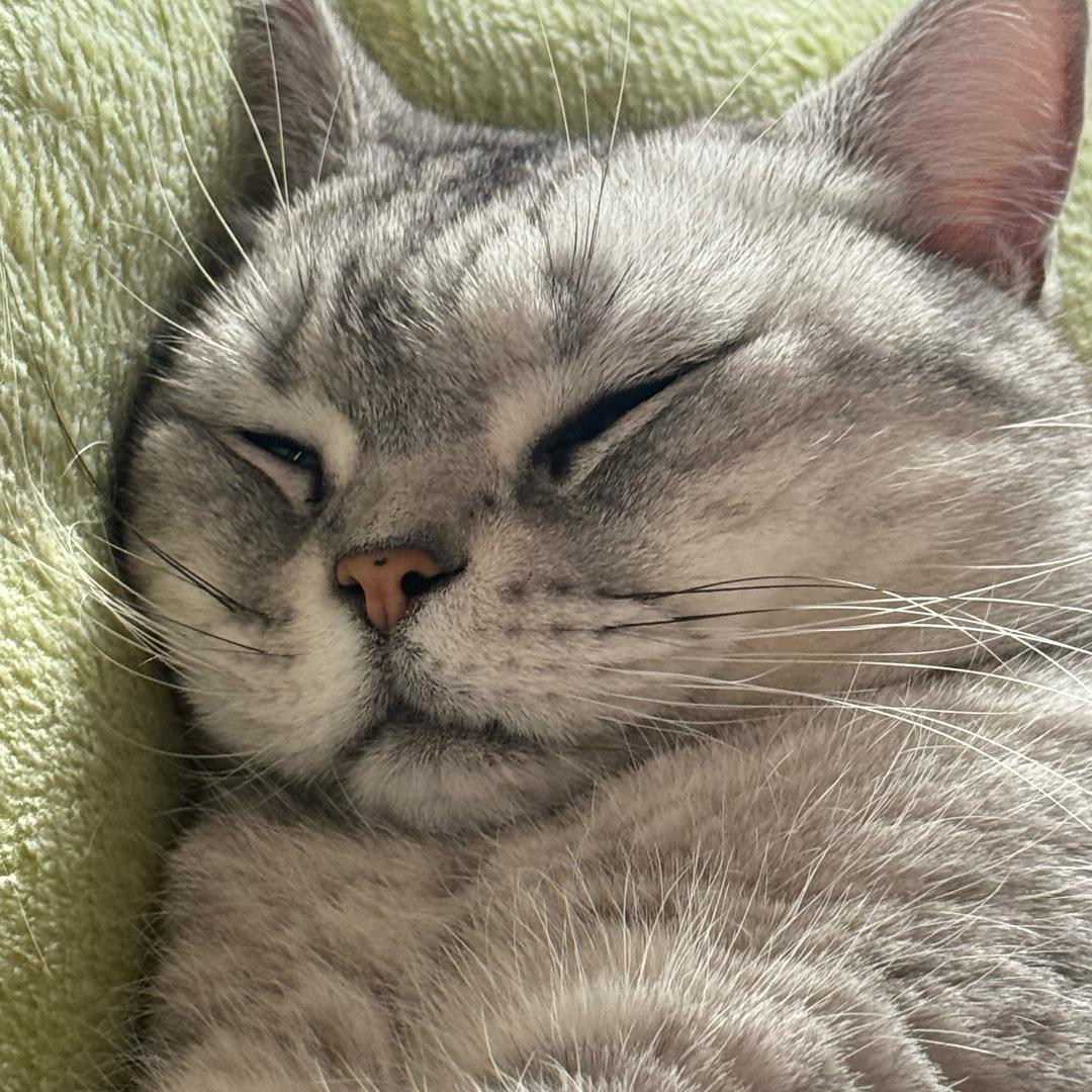 猪娃（勇闯三角洲版）