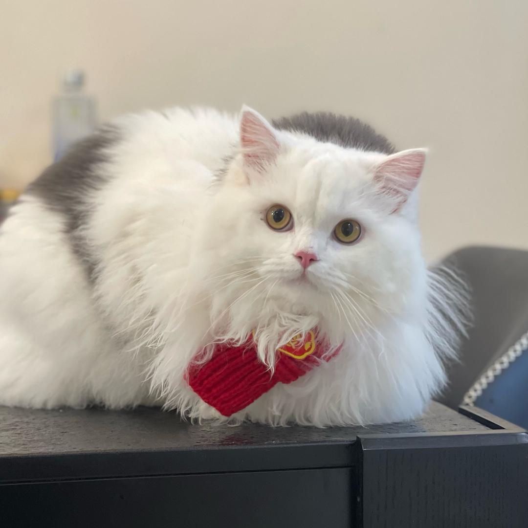 不是什么正经公司