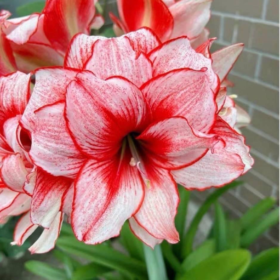 淘花园纪
