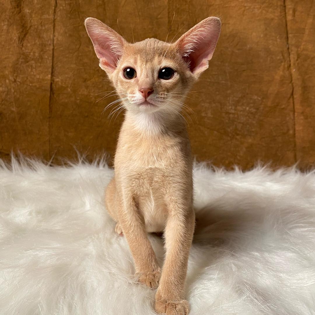 Abyssinia阿比喵喵屋🏅