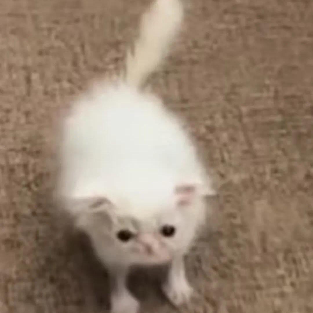 玛卡巴子