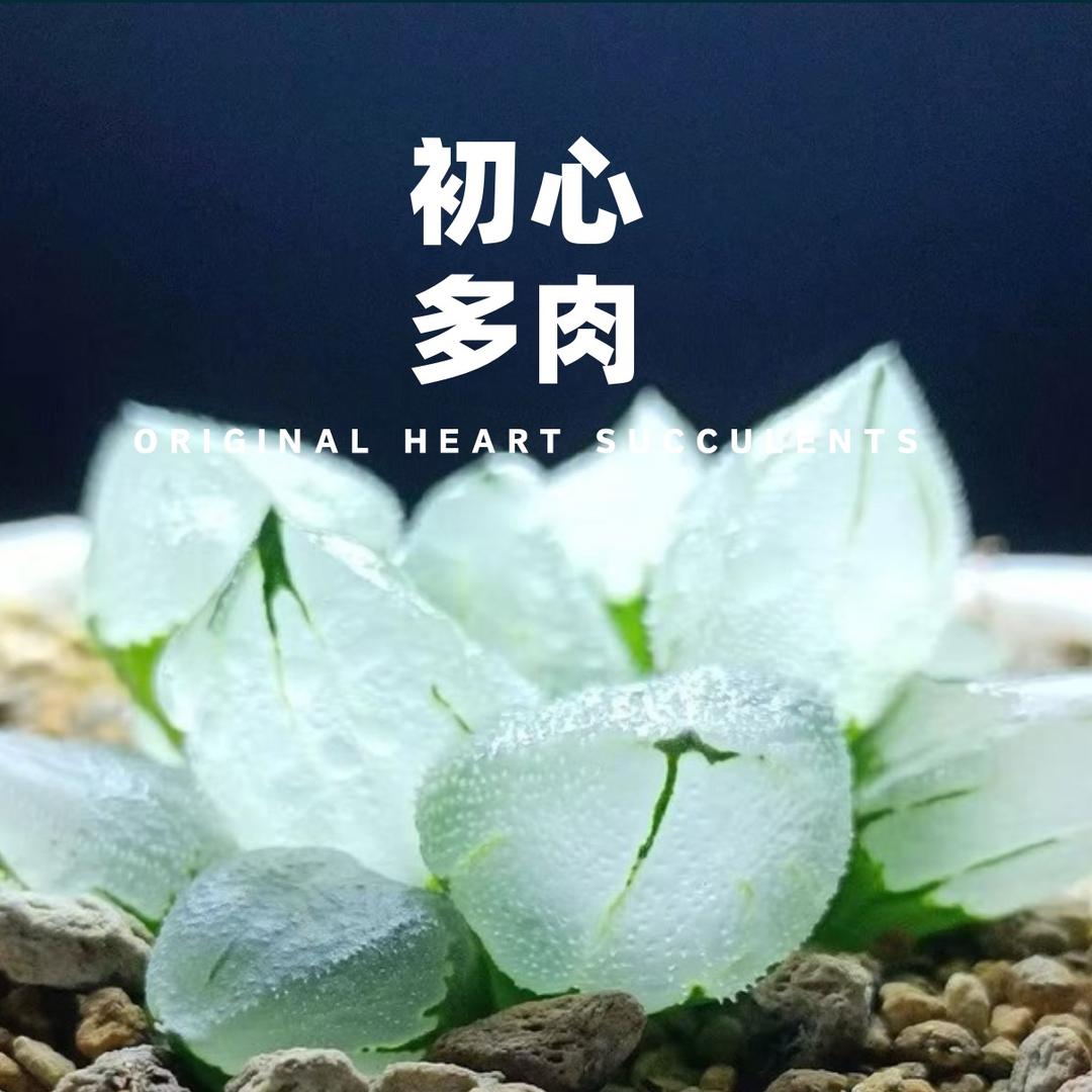 初心多肉十二卷