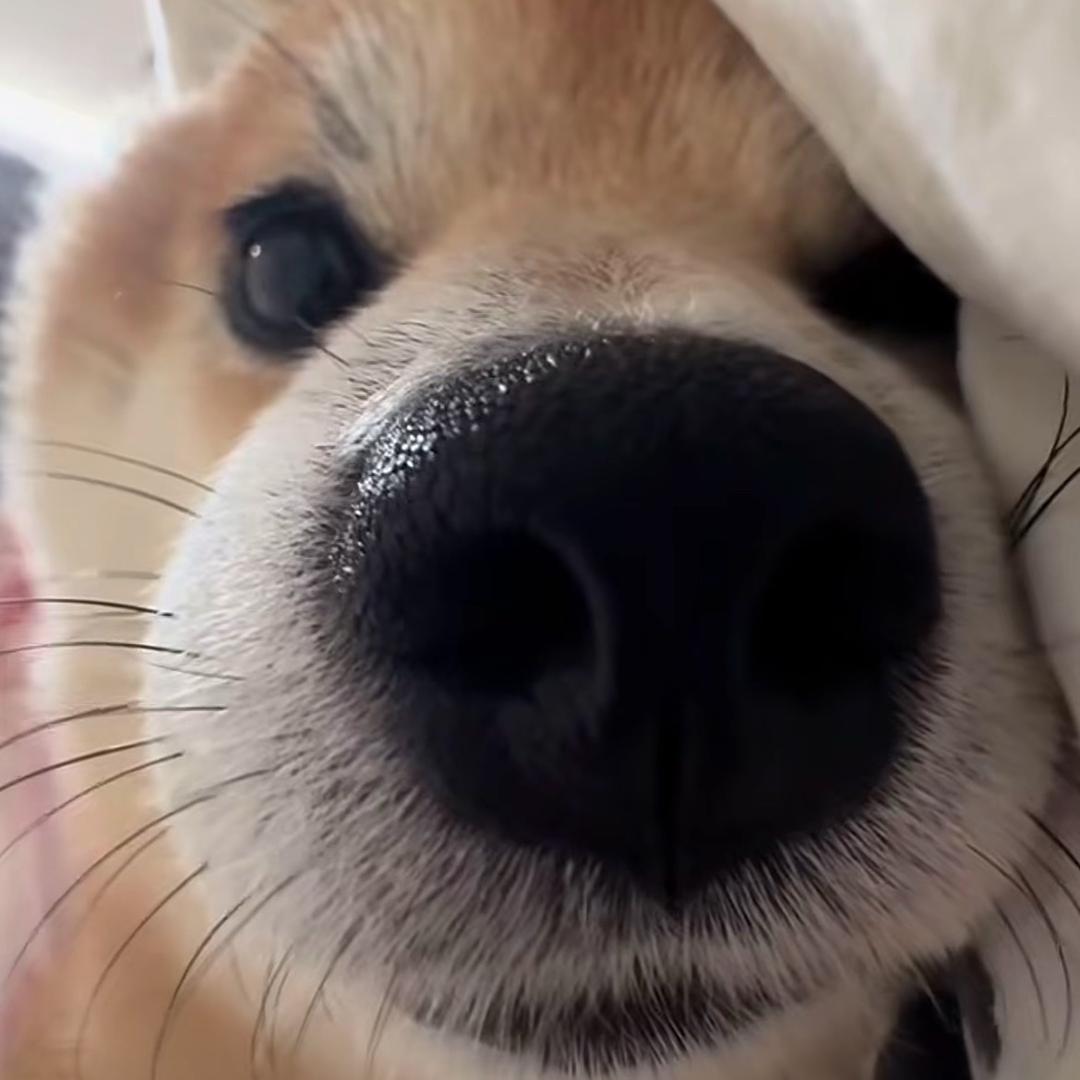 ˃̶͈ ꇴ ˂̶͈