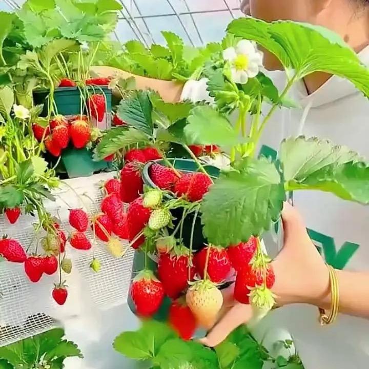 爱上草莓🍓
