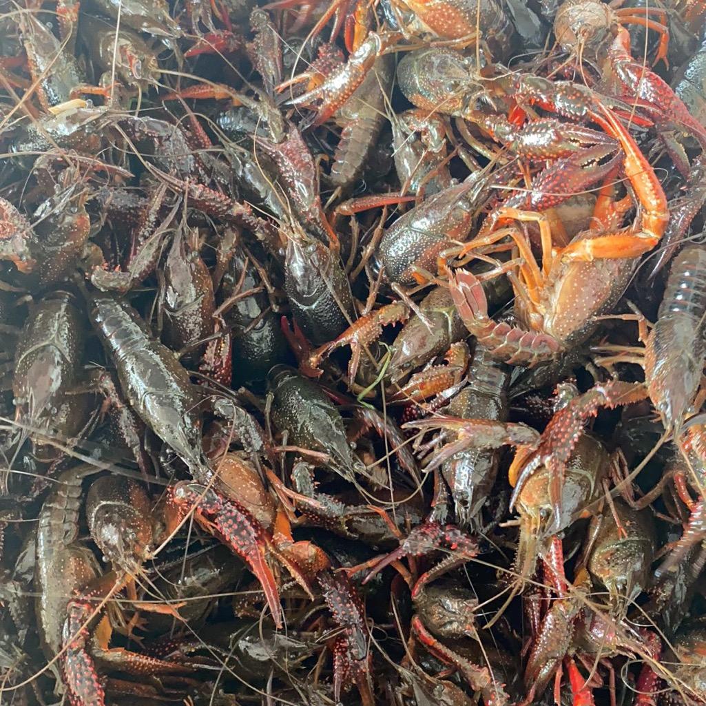 洪泽湖北哥大闸蟹小龙虾