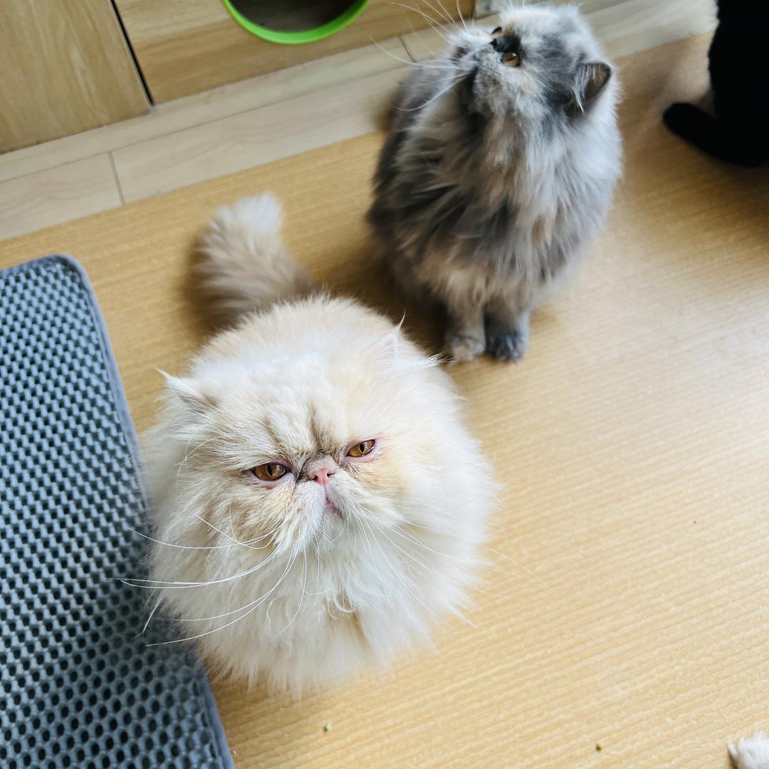 阿轩养猫