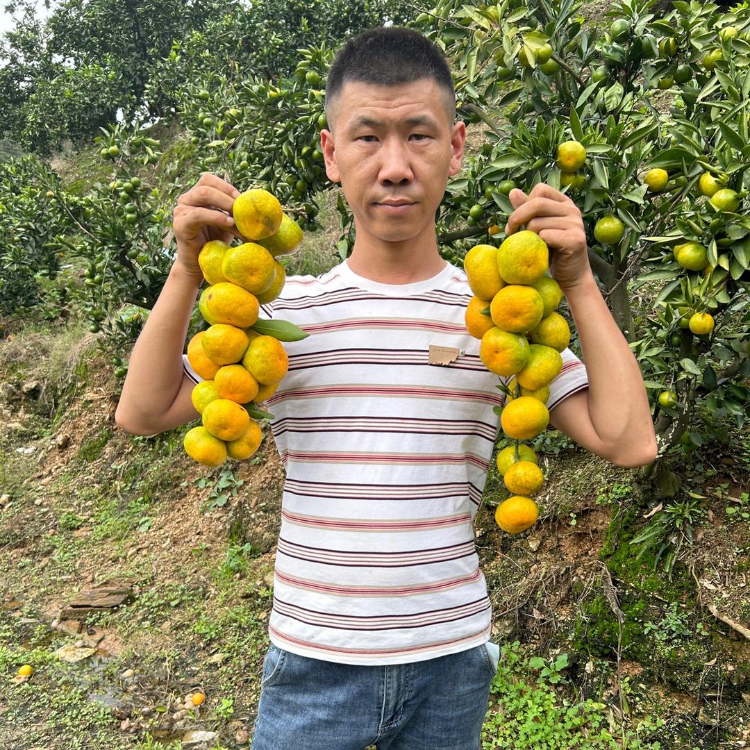 何心德专注蜜橘