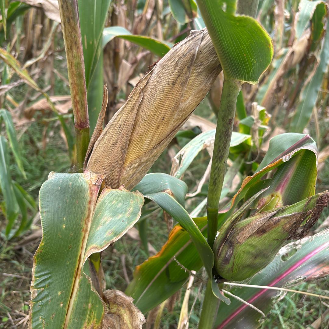 记录睿妈教育日常