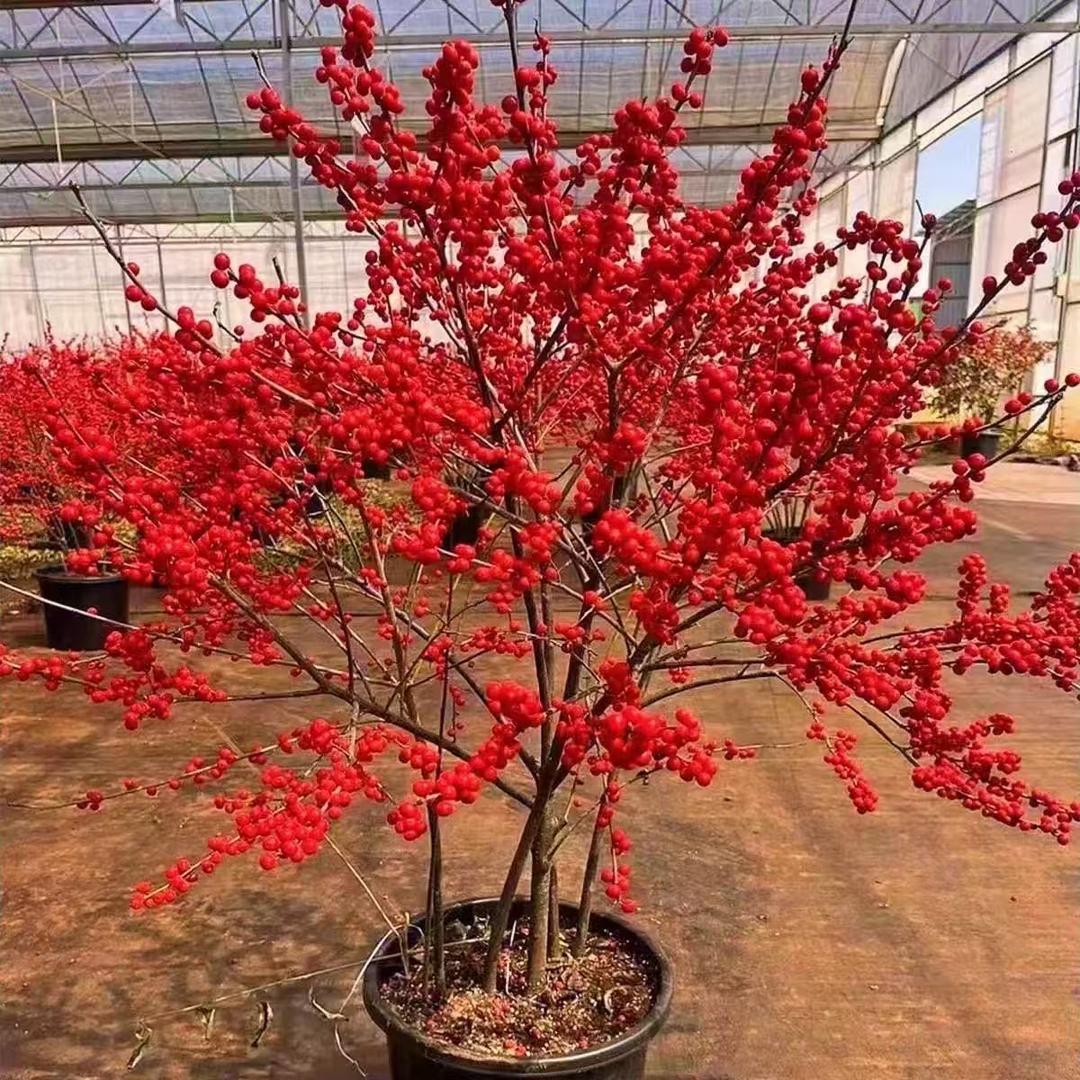 夺帅雷之恒果树苗木专卖店