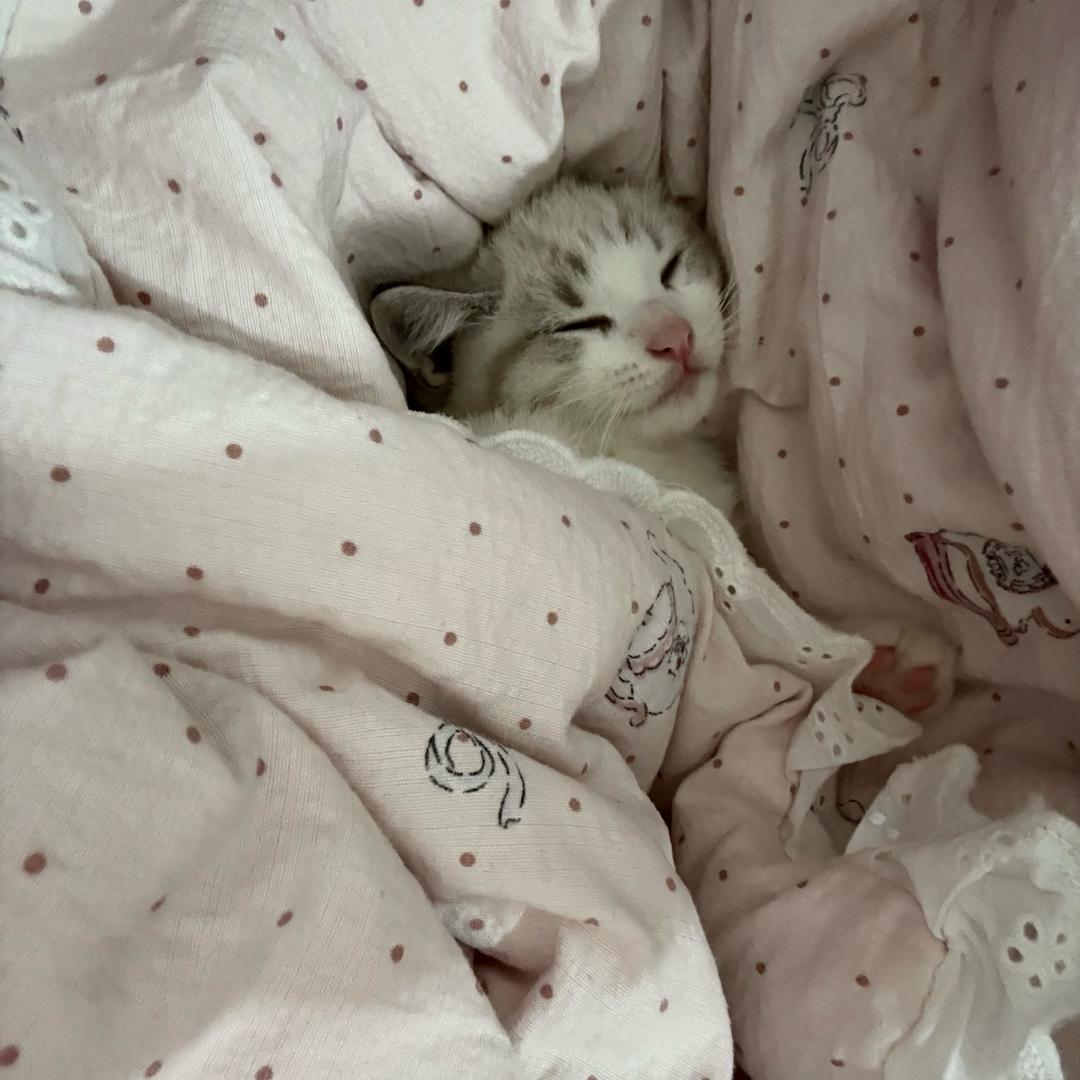 虫虫是只猫