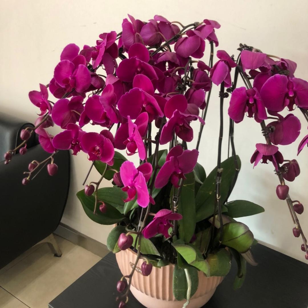 小花花